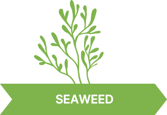 SEAWEED